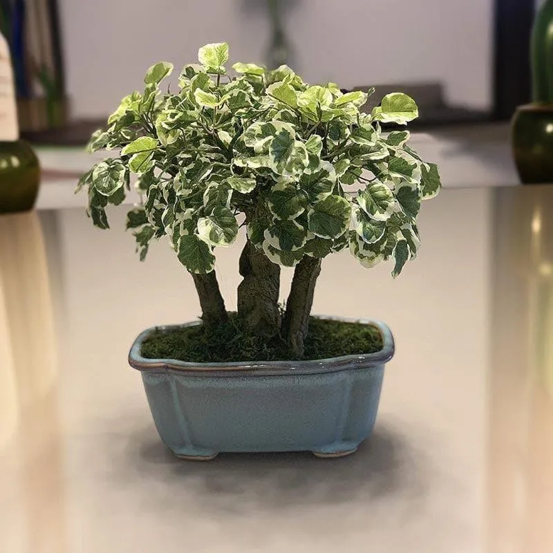 Faux Polyscia Bonsai In Tub Pot - 34 cms media 1