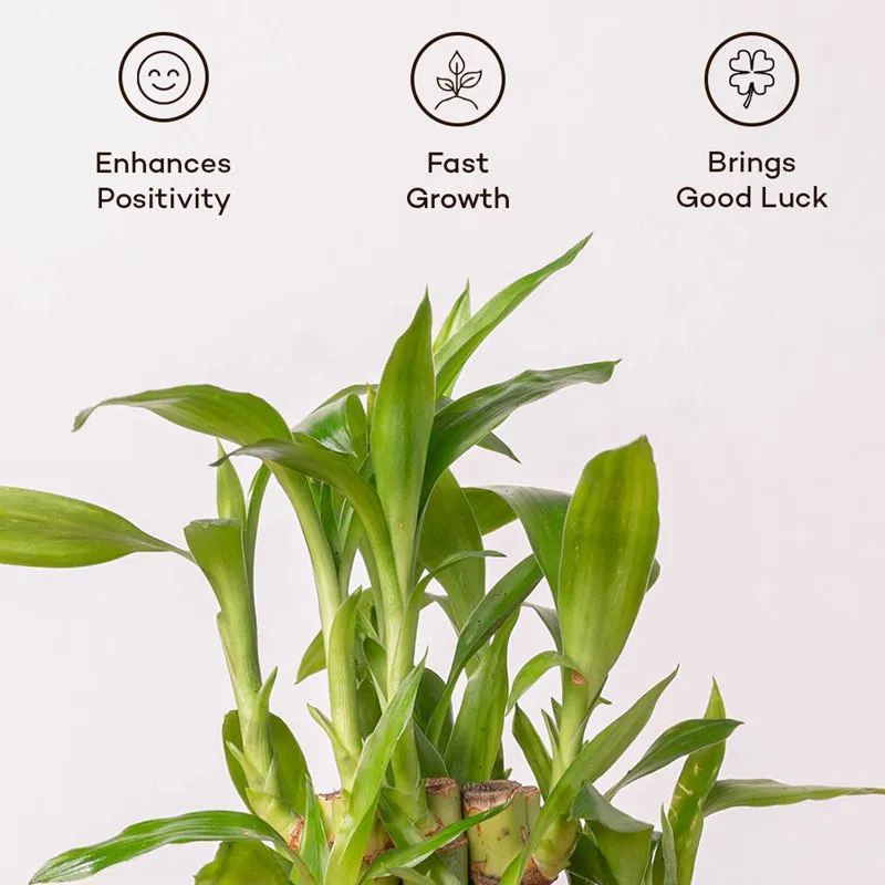 Kyari 2-Layer Lucky Bamboo With Self Watering Pot (Yellow) - 18 cm media 4