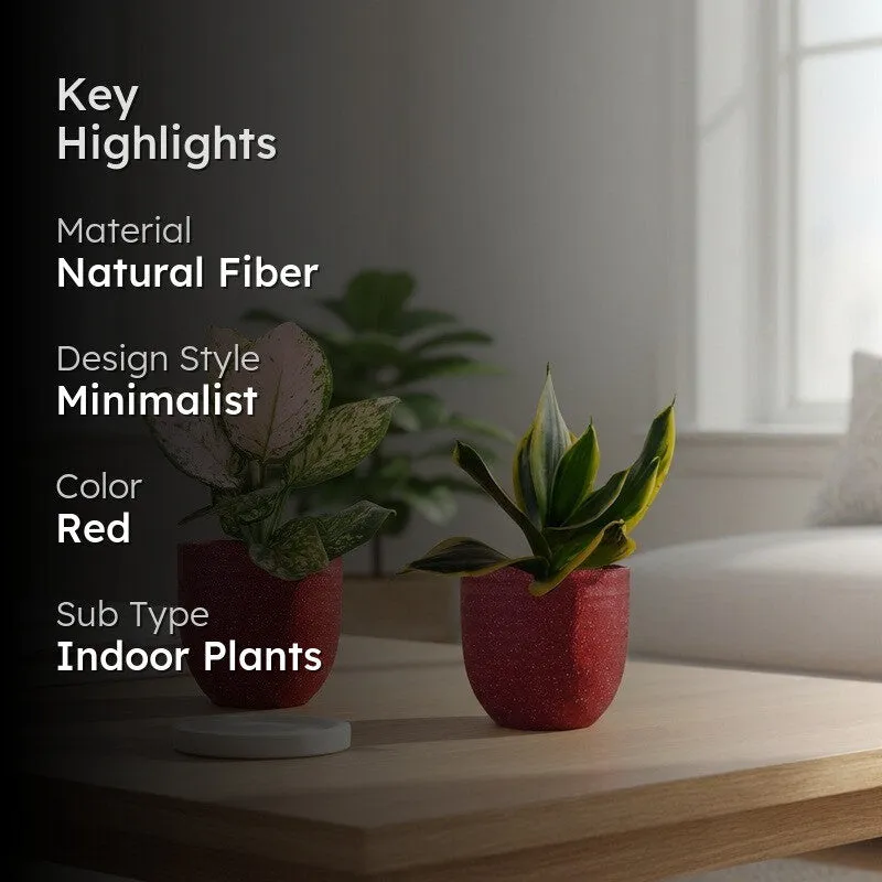 Greenkin Aglaonema Wishes & Golden Snake Live Plants (Red) - Set Of Two media 2