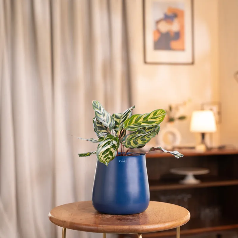 Kyari Peacock Plant With Metal Self Watering Pot - Blue media 1