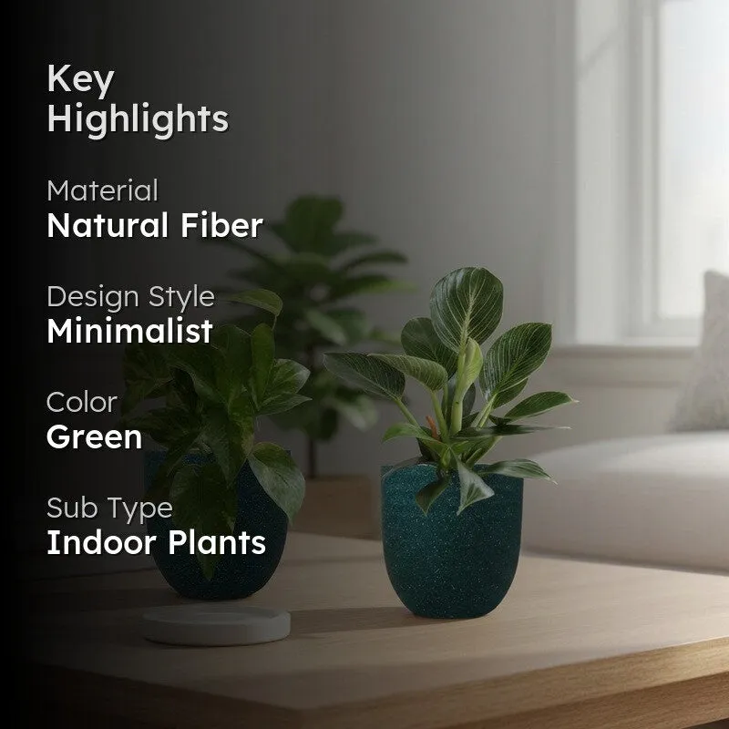 Greenkin Birkin & Gold King Live Plants (Green) - Set Of Two media 2