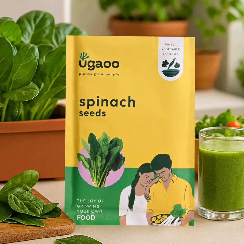 Ugaoo Veges Seeds (Coriander, Spinach, Green Chilli) - Set Of Three media 7