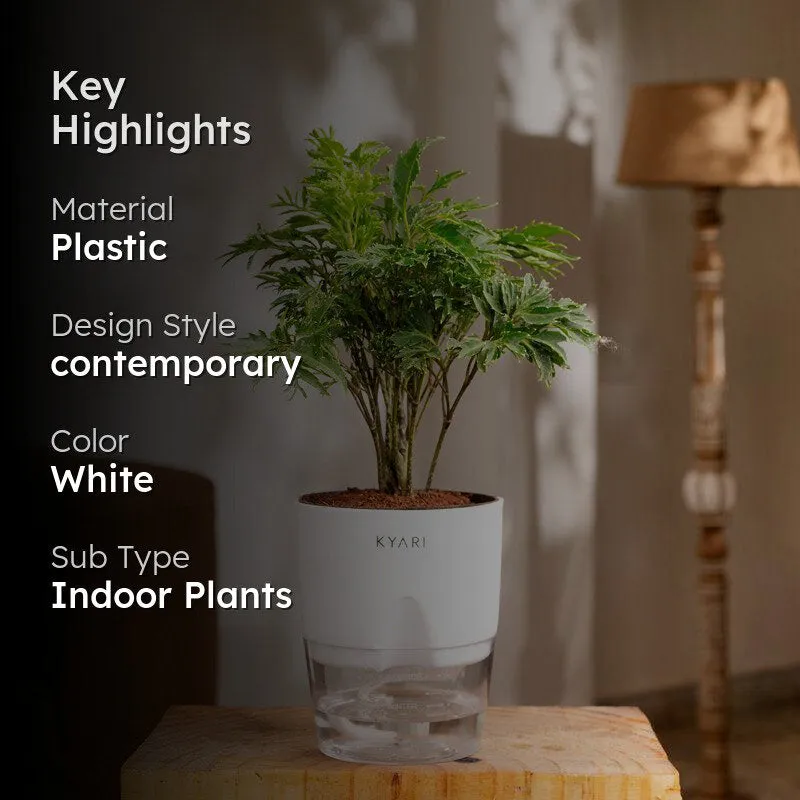 Kyari Aralia Green Plant With Self Watering Pot - White media 2