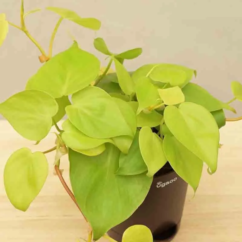 Ugaoo Philodendron Oxycardium Golden Plant media 7