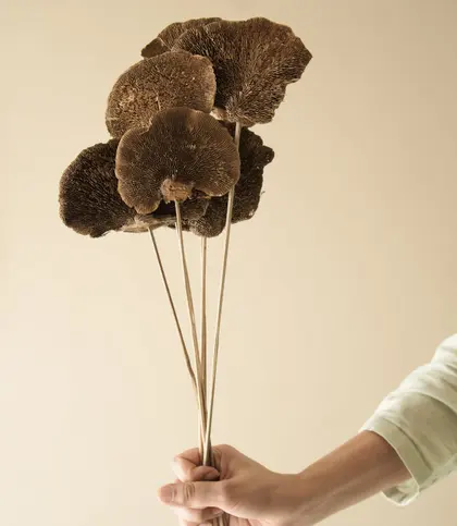Dried Flowers & Leaves