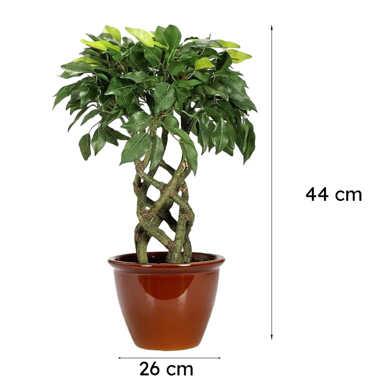 Faux Creeper Ficus Bonsai (41 cms) - Green media 6