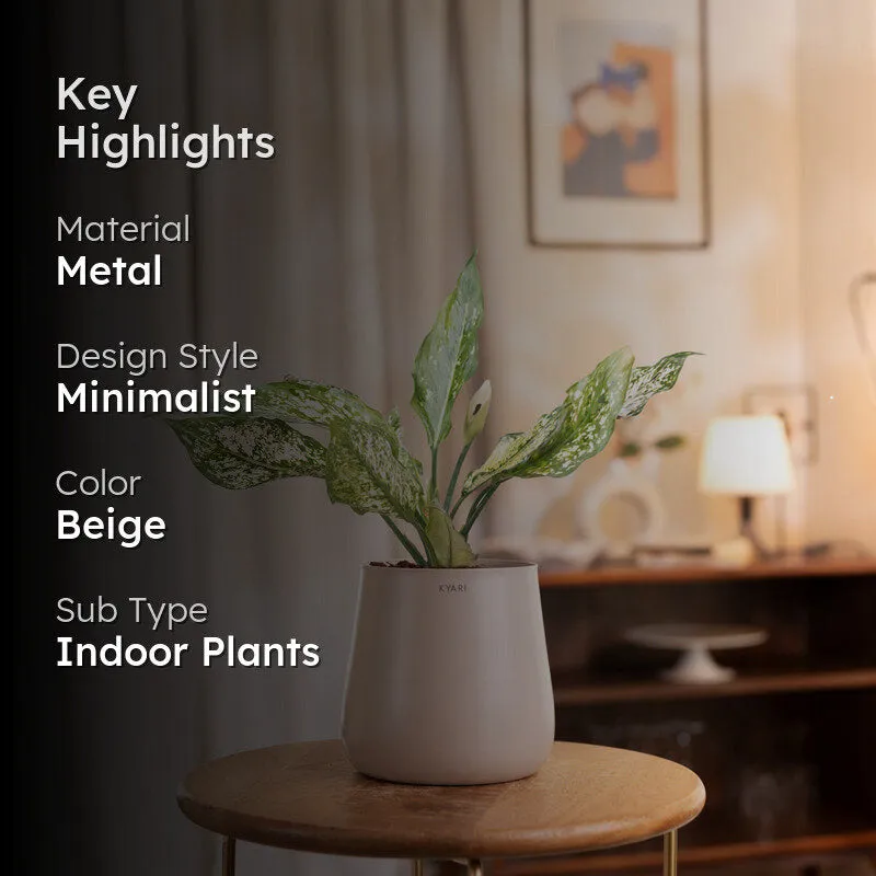 Kyari Aglaonema Snow White Plant With Metal Self Watering Pot - Beige media 2