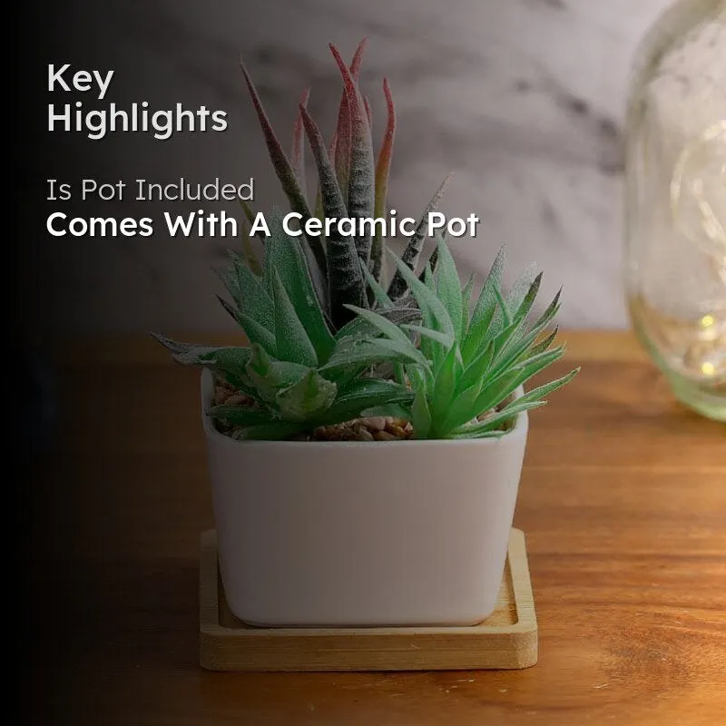 Faux Succulent Set In Square Pot - 14.5 cms media 2