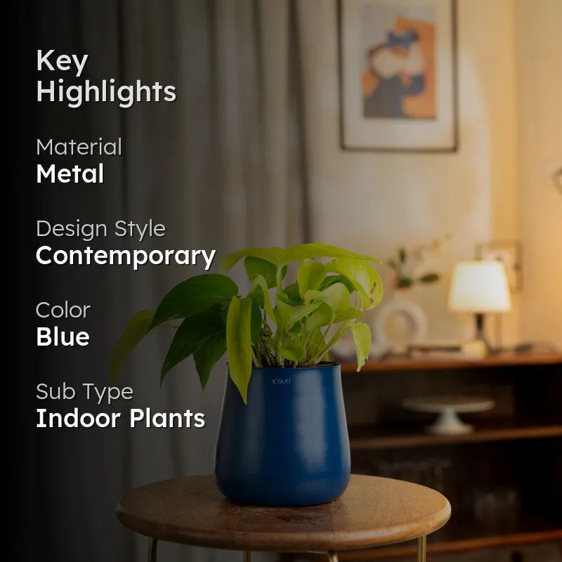Kyari Golden Pothos Plant With Metal Self Watering Pot - Blue media 2
