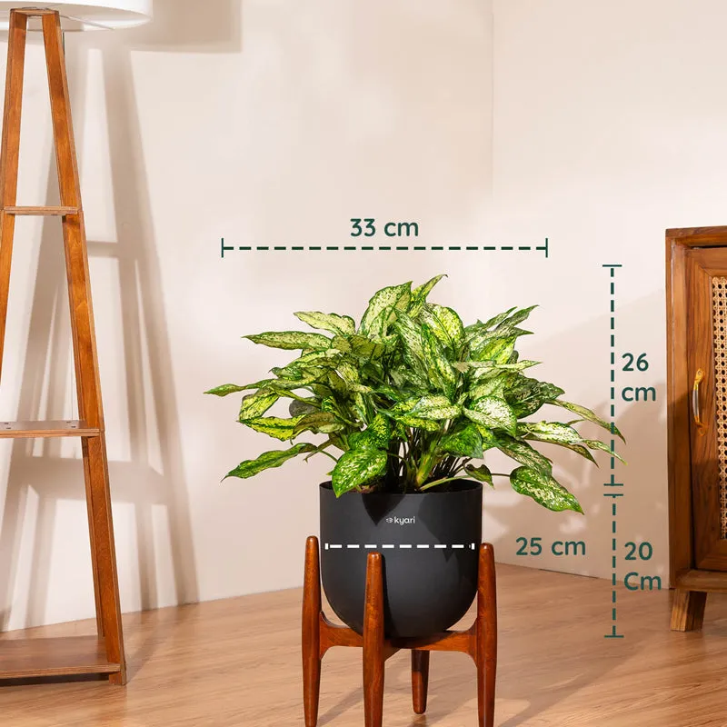 Kyari Agalonema Snow White Plant With Metal Self Watering Pot (Black) - 1.6 Feet media 5