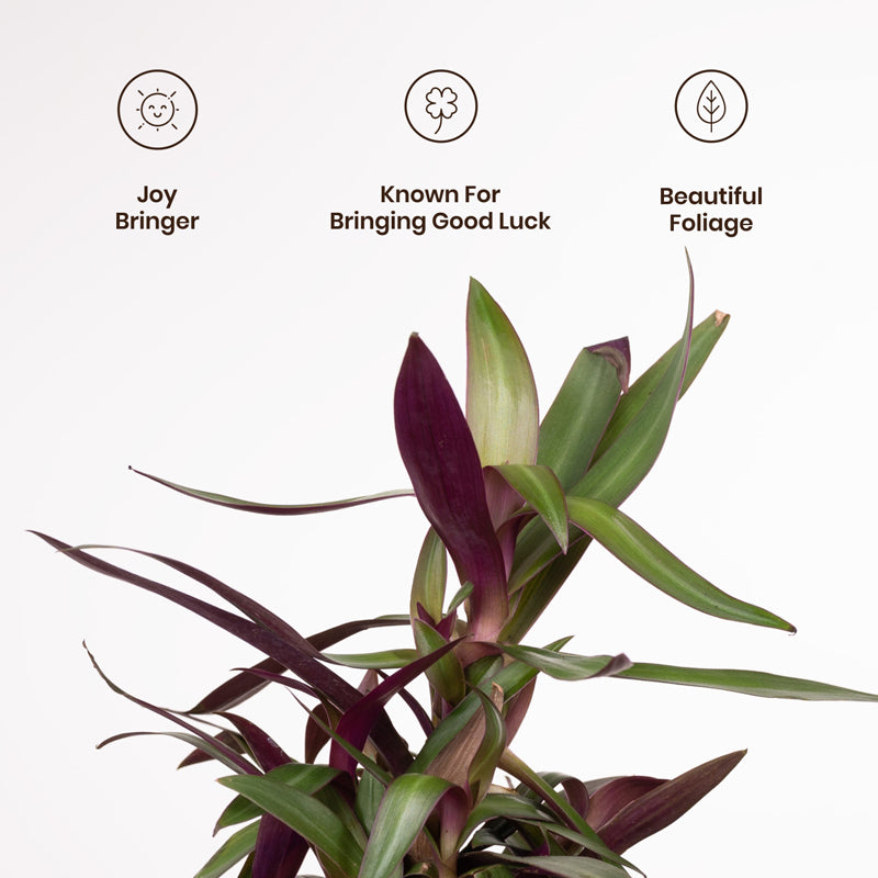 Kyari Oyster Plant With Metal Self Watering Pot - Black media 3