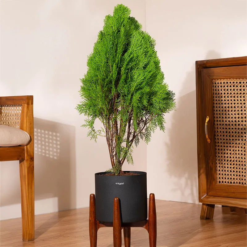 Kyari Thuja Plant With Metal Self Watering Pot (Black) - 2.5 Feet media 1