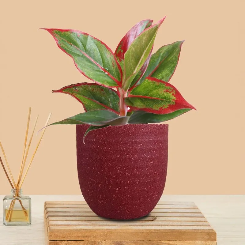 Greenkin Aglaonema Red Lipstick Live Plant - Red media 3