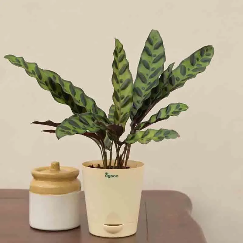 Ugaoo Calathea Rattlesnake Plant media 6