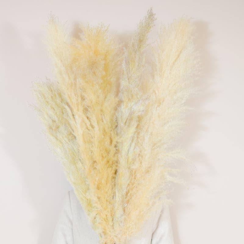 Dried Flowers & Leaves