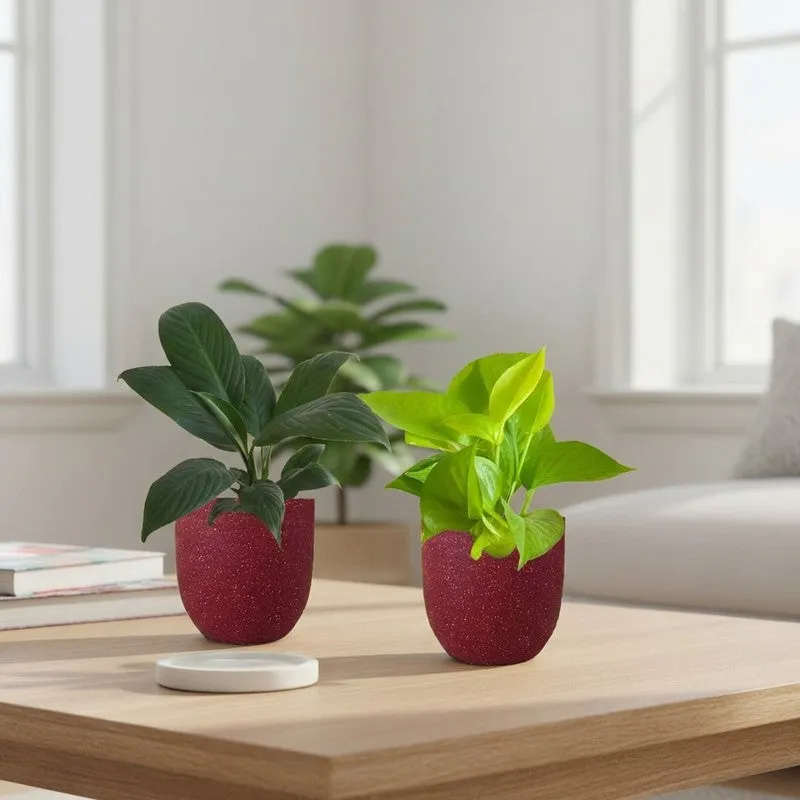 Greenkin Lily & Golden Pothos Live Plants (Red) - Set Of Two media 1