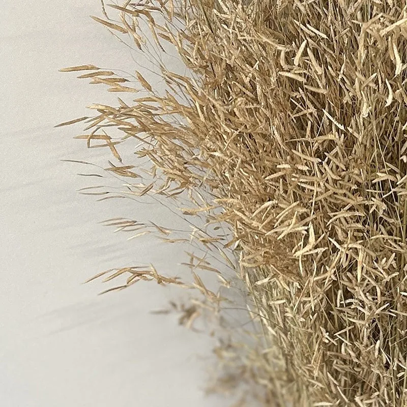 Field Fade Dried Grass - Beige media 3