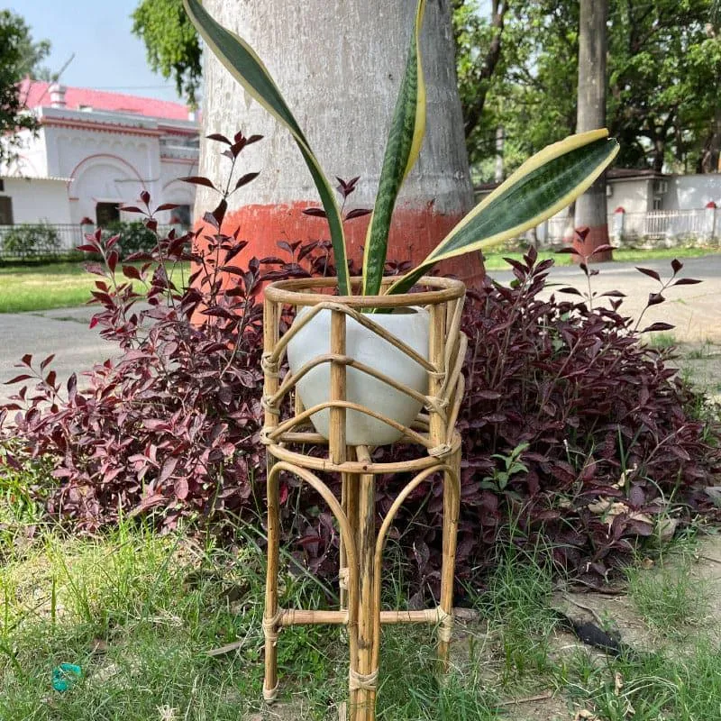 Holt Floor Planter media 3