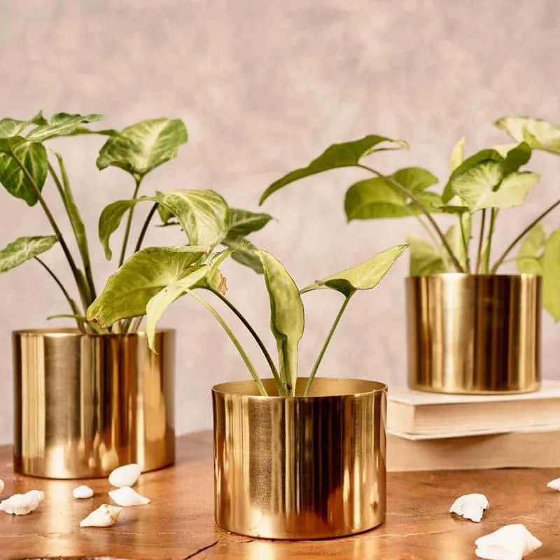Maude Metal Planter - Set Of Three media 4
