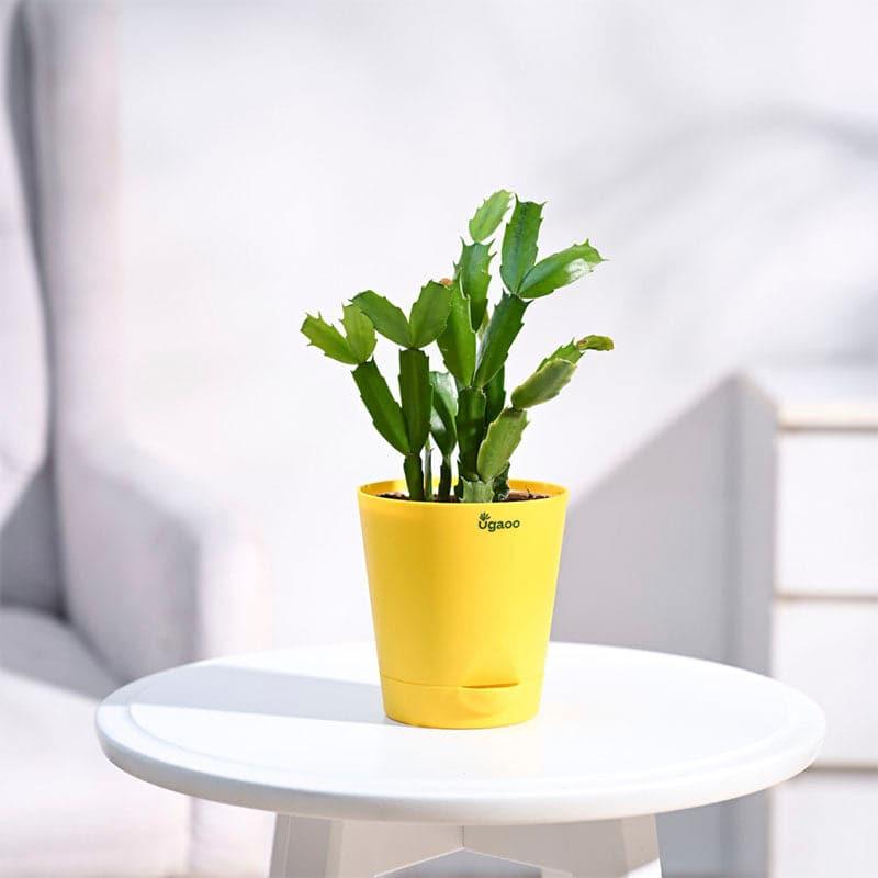 Ugaoo Christmas Cactus With Self Watering Pot