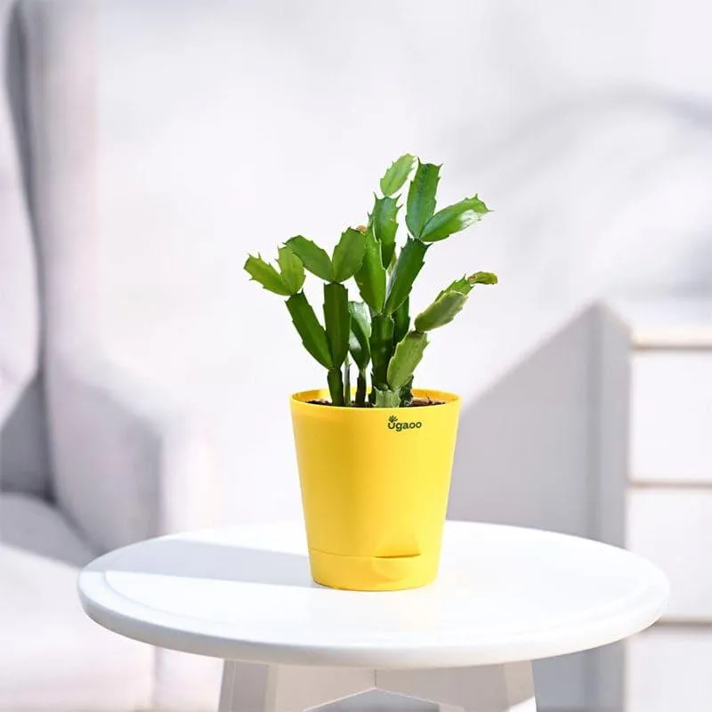 Ugaoo Christmas Cactus With Self Watering Pot media 1