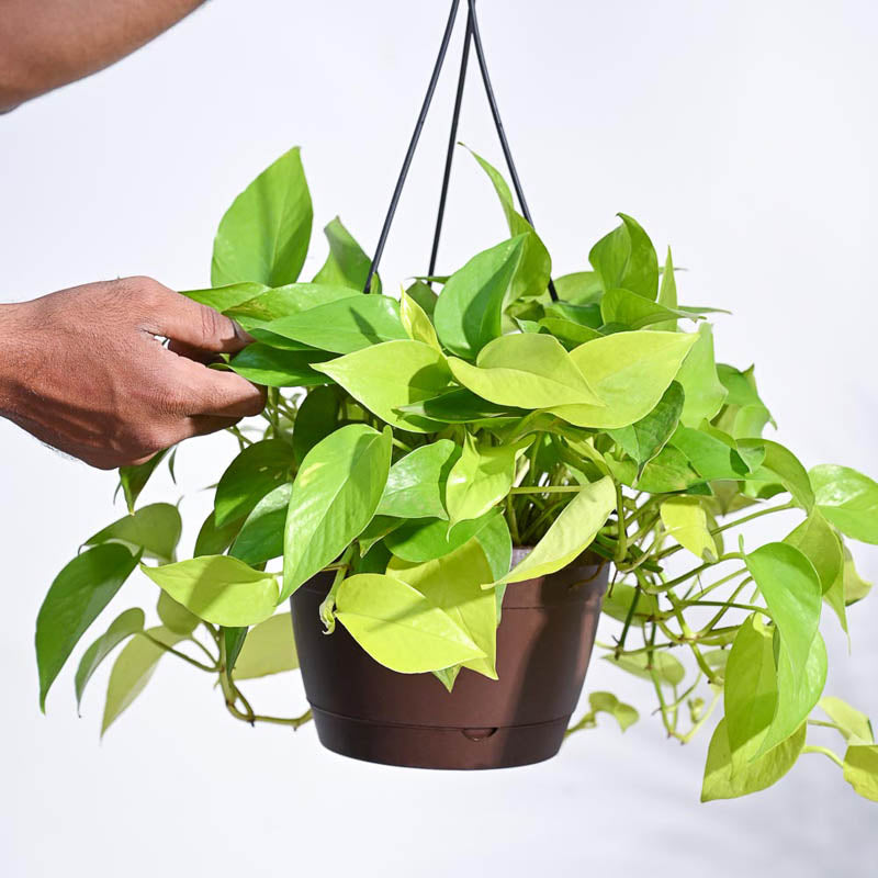 Ugaoo Money Plant Golden With Hanging Pot media 3