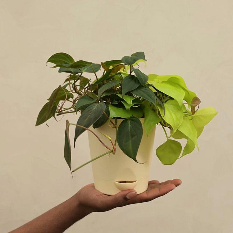 Ugaoo Philodendron Oxycardium Golden and Black Plant Bouquet media 4