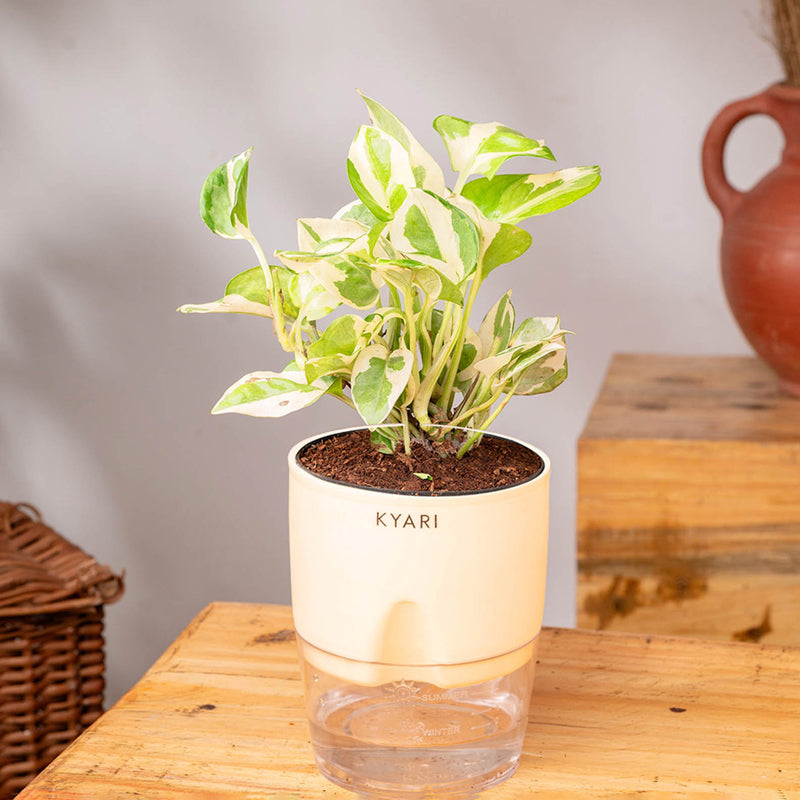 Kyari Money Plant With Self Watering Pot (Cream) - 18 cm media 3