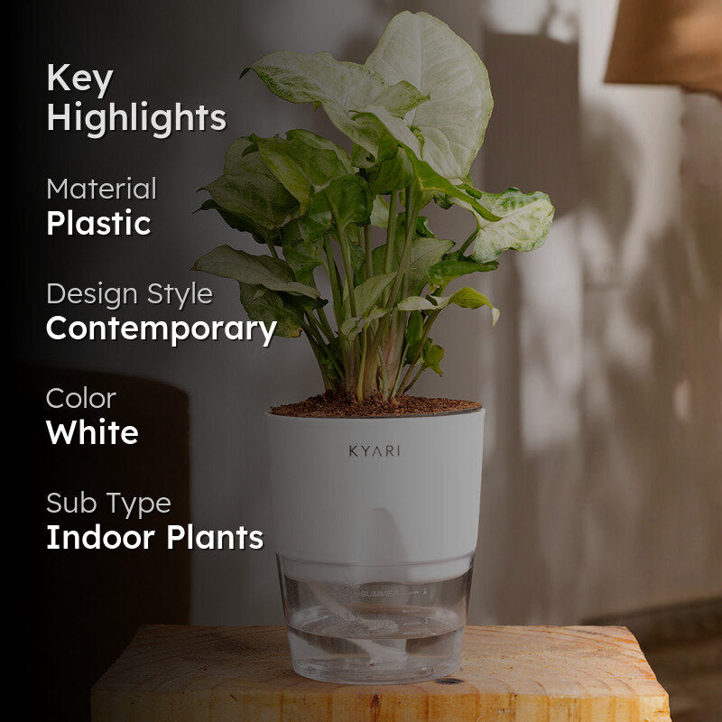 Kyari Syngonium Pixie Plant With Self Watering Pot (White) - 18 cm media 2