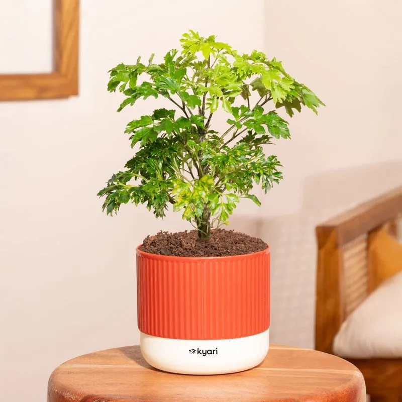 Kyari Aralia Green with Self Watering Pot - Red media 1