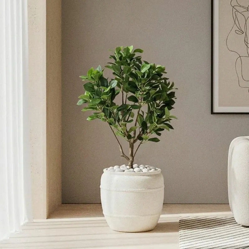 Small off-white rounded planter holding a leafy plant by a window