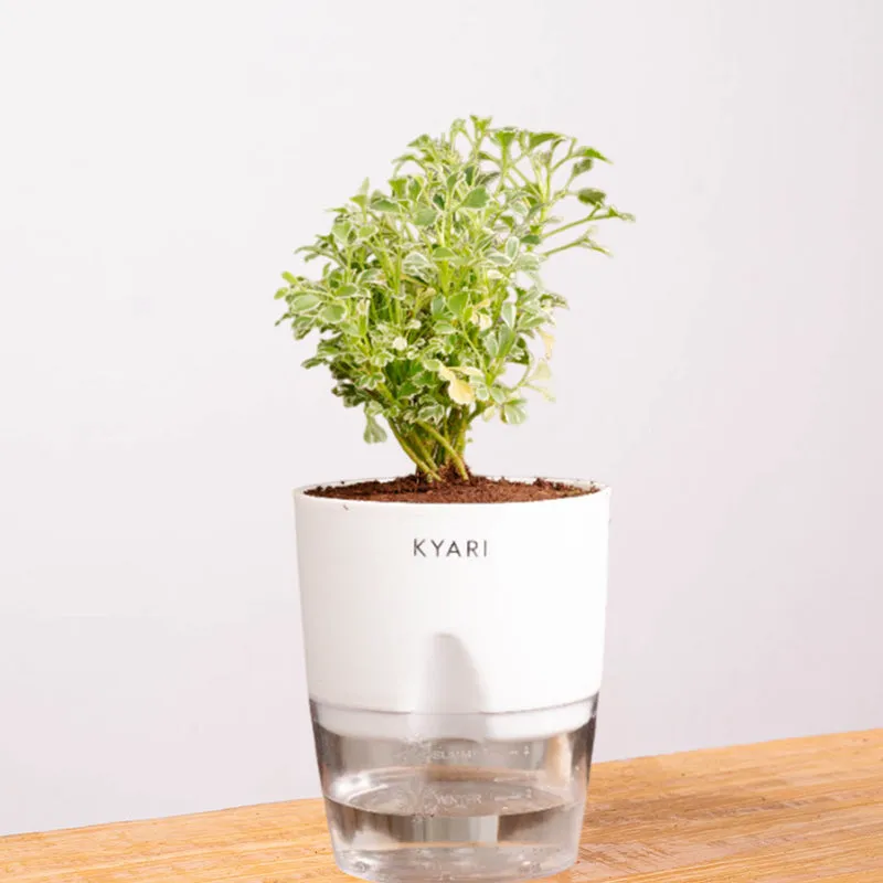 Kyari Aralia Variegated With Self Watering Pot - White media 7