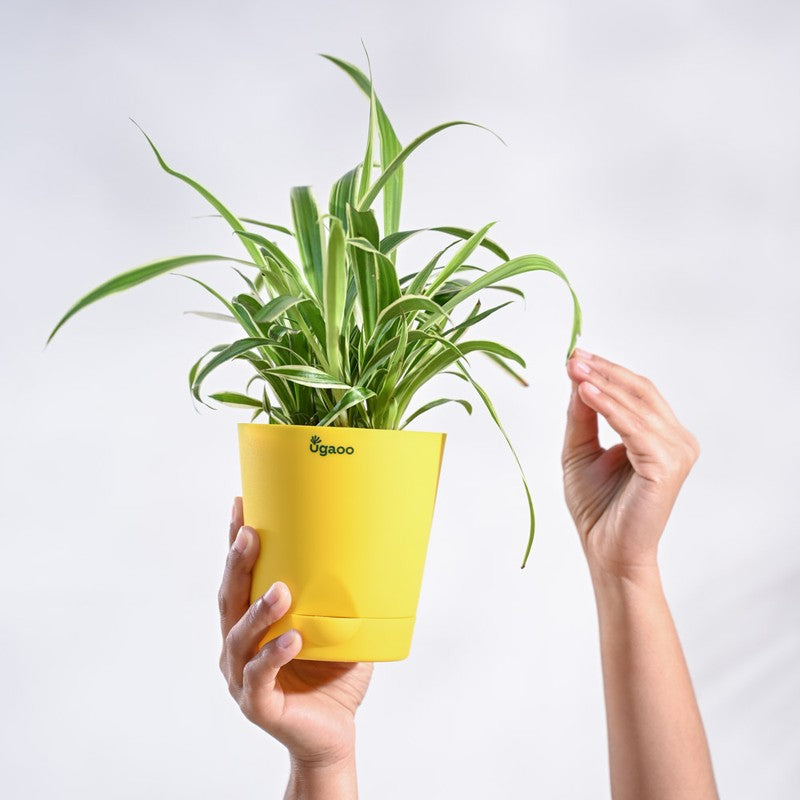 Ugaoo Spider Plant media 5