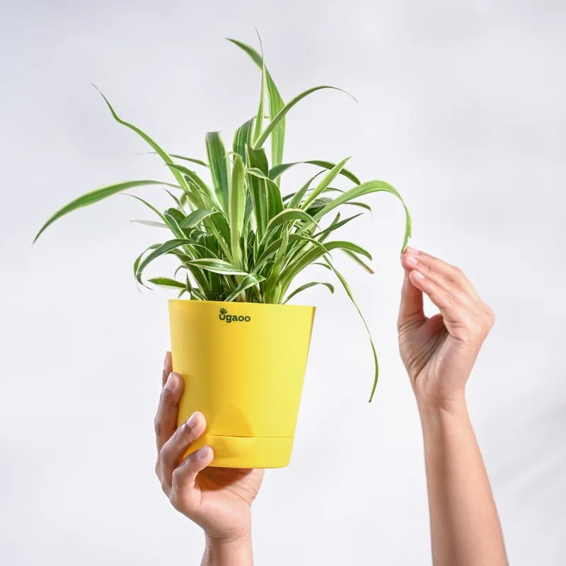 Ugaoo Spider Plant media 5