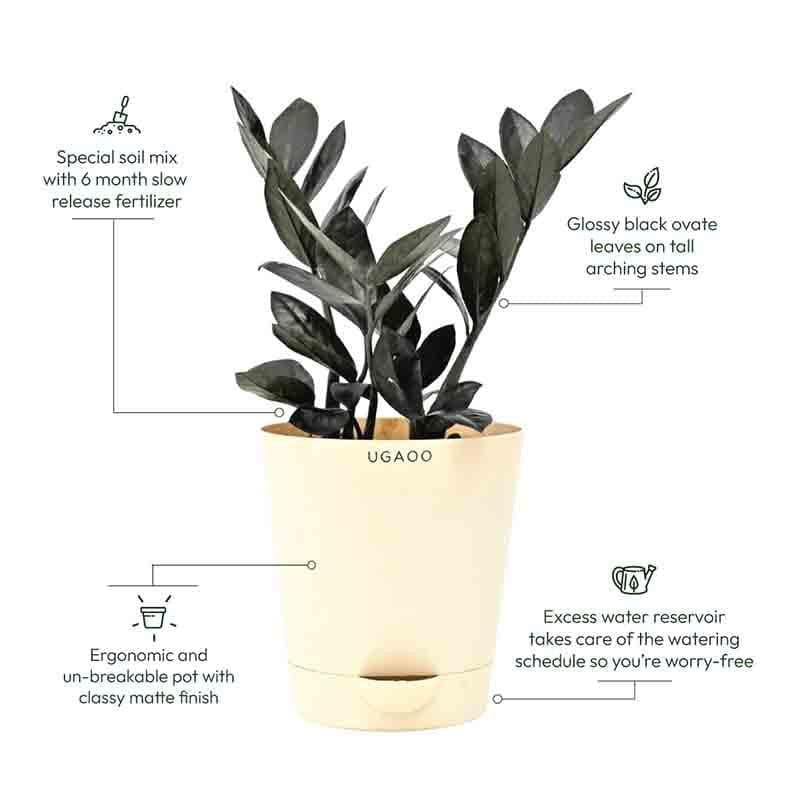 Ugaoo Zamia ZZ Black Plant media 8