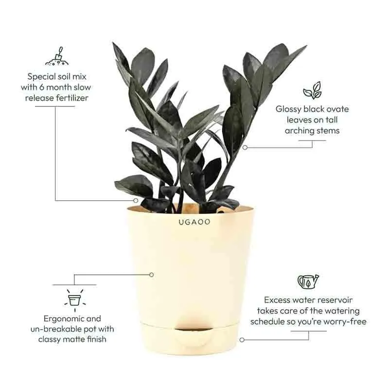 Ugaoo Zamia ZZ Black Plant media 8