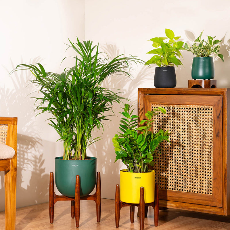 Kyari Green ZZ Plant With Metal Self Watering Pot (Blue) - 2 Feet media 4