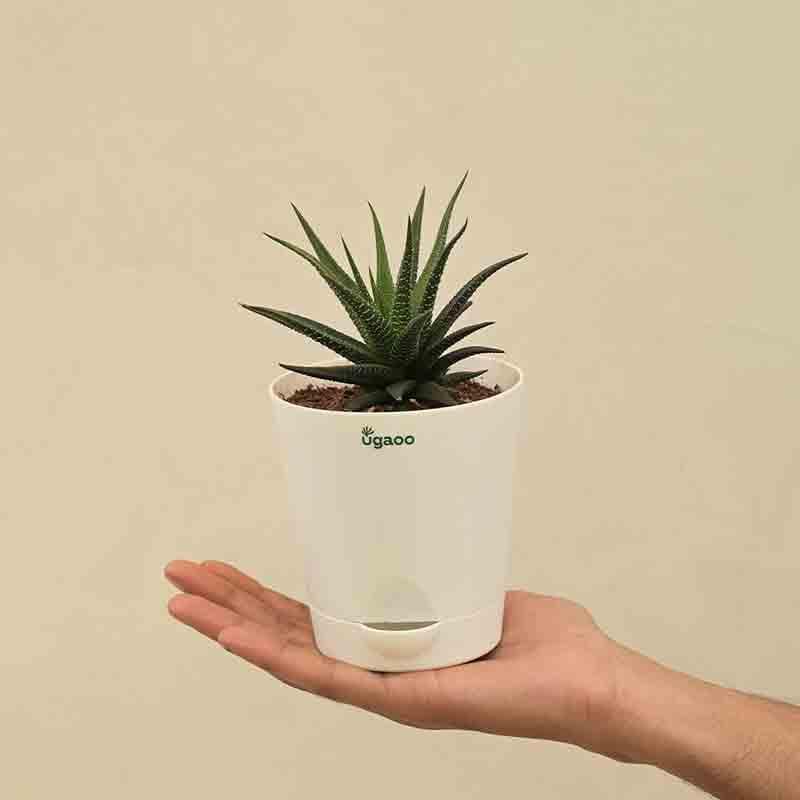 Ugaoo Zebra Haworthia Plant media 4