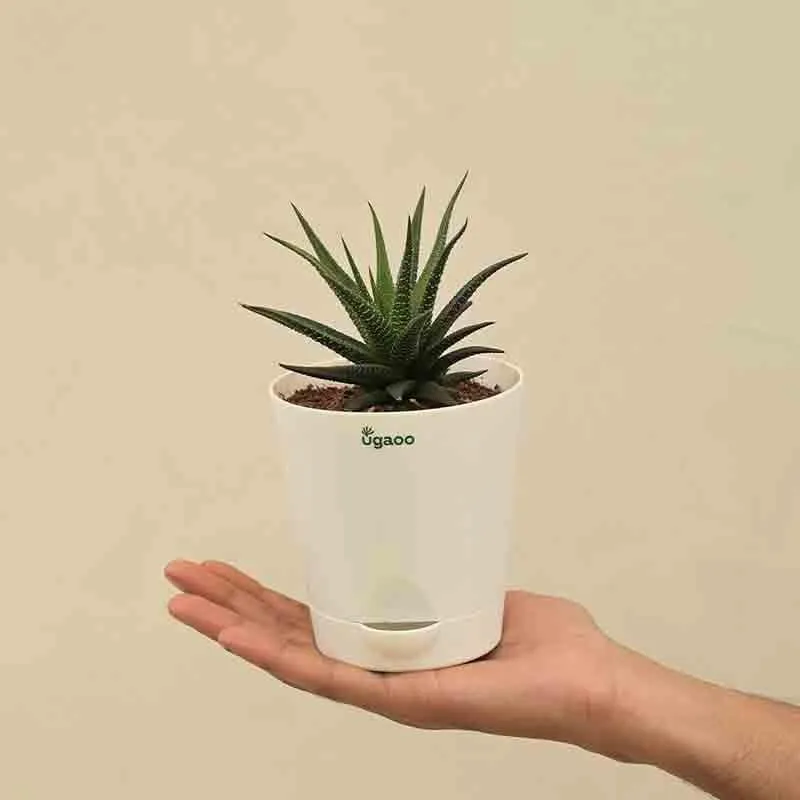 Ugaoo Zebra Haworthia Plant media 4