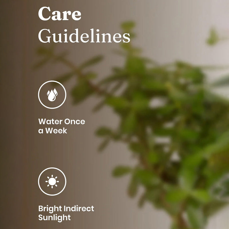 Kyari Jade Plant With Self Watering Pot - Yellow media 5