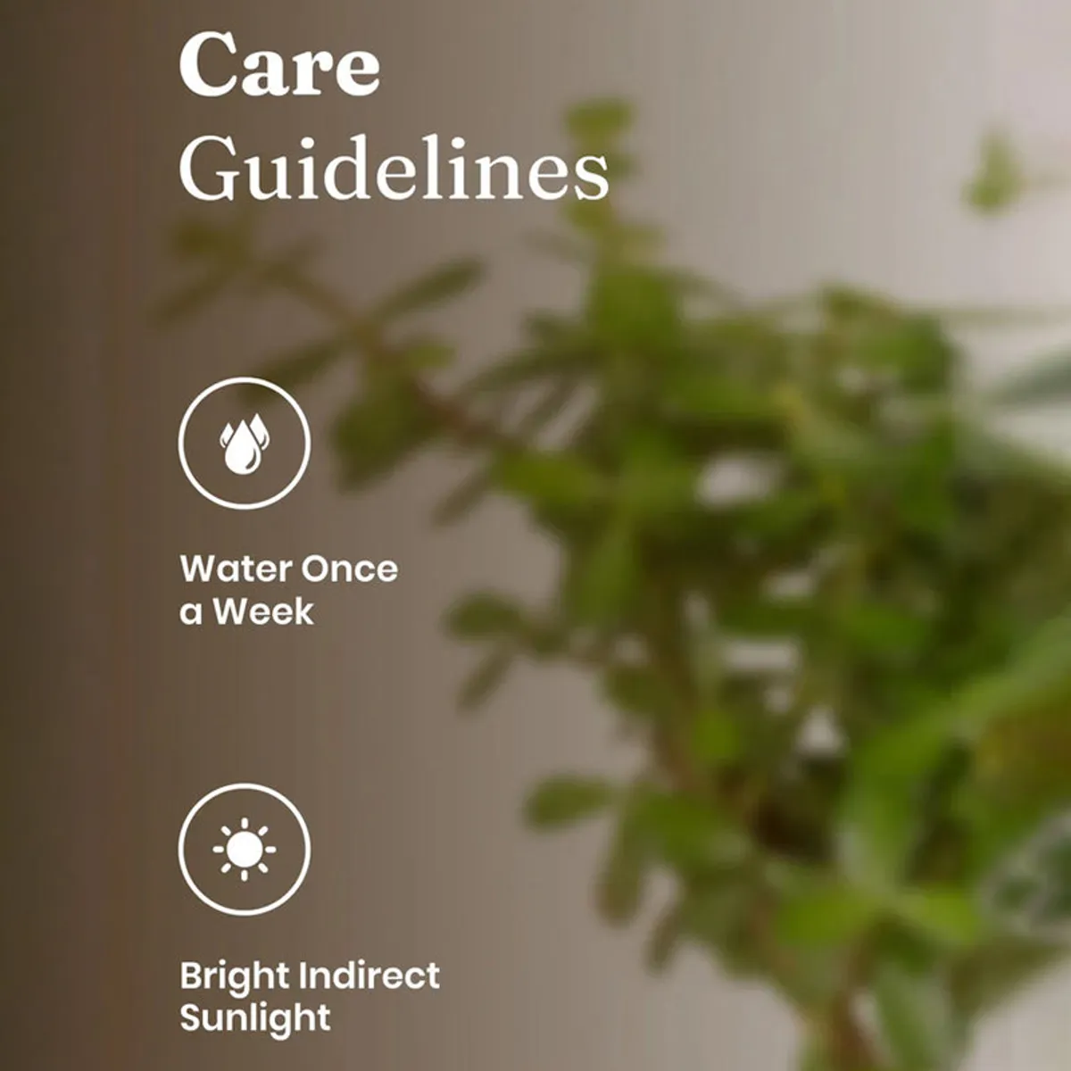Jade plant shown with bright indirect sunlight care illustration