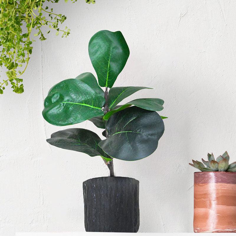 Faux Everlasting Fiddle Leaf Fig Plant With Black Plastic Pot - 28 cm media 3