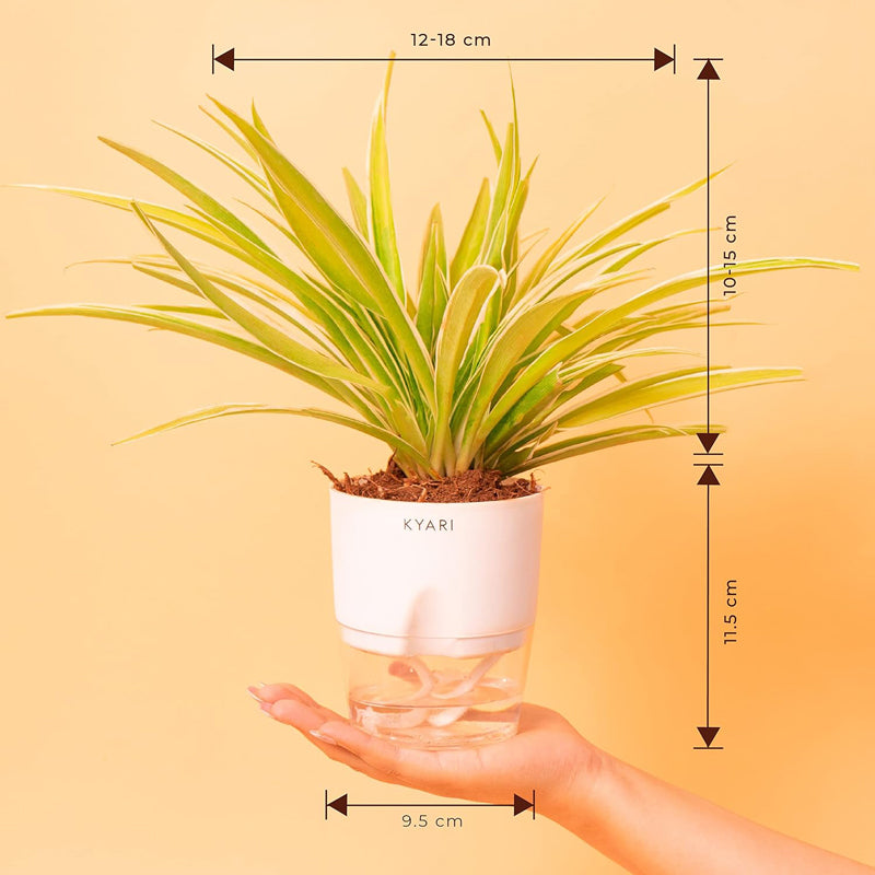 Kyari Spider Plant With Self Watering Pot - White media 8