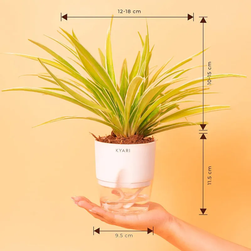 Kyari Spider Plant With Self Watering Pot - White media 8