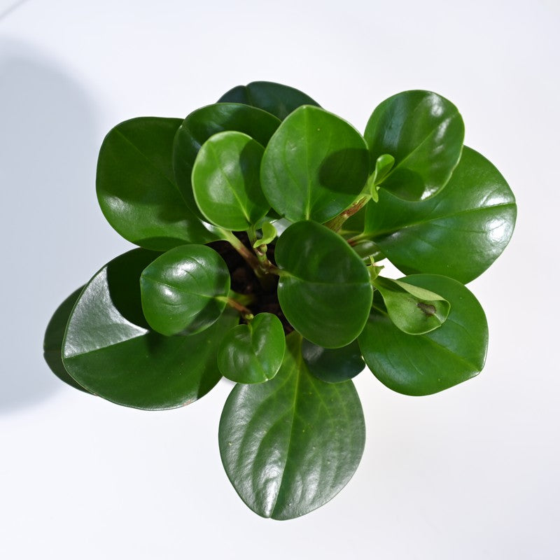 Ugaoo Crassula Ovata Plant media 5