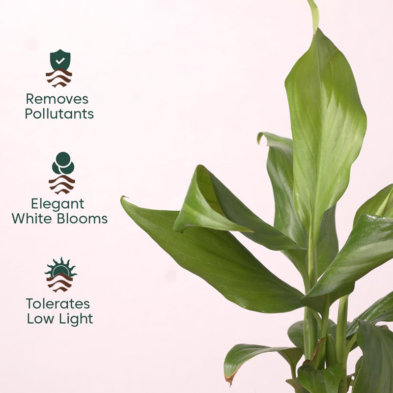 Kyari Peace Lily Plant With Self Watering Pot - Black media 3