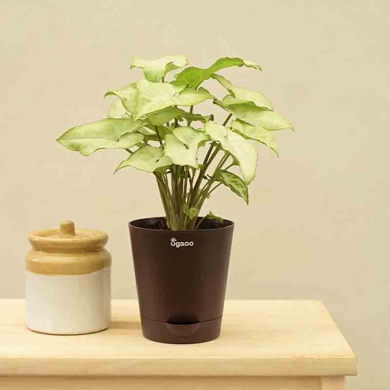 Live Plants