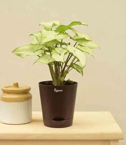 Live Plants