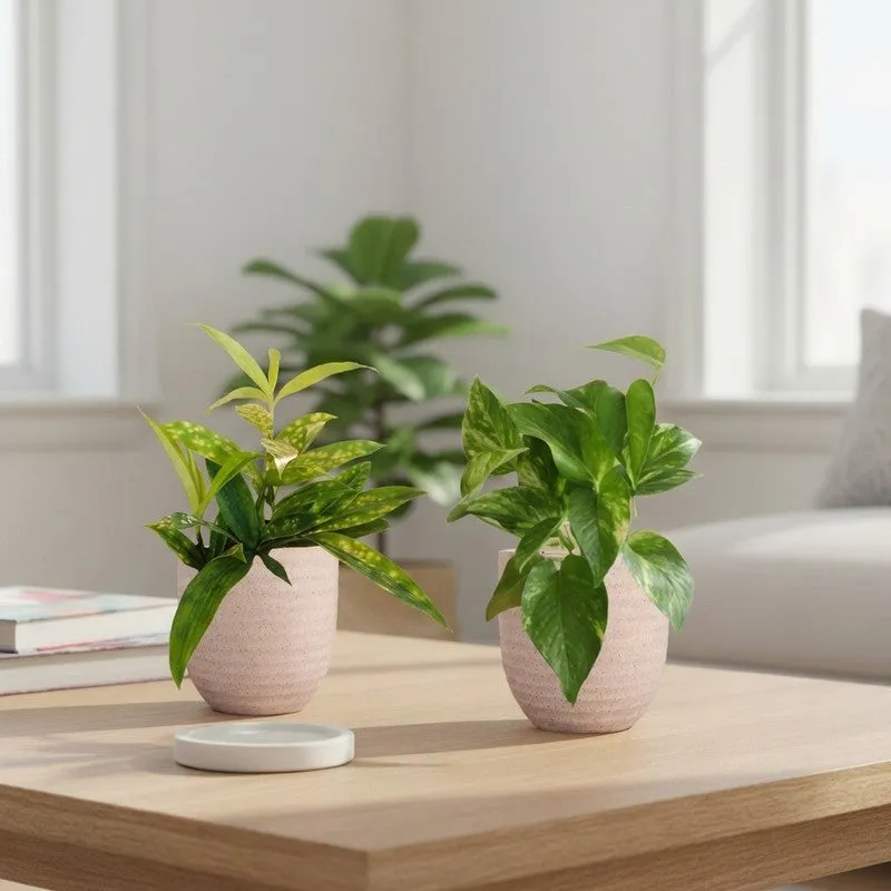 Greenkin Bamboo & Gold King Live Plants (Ivory) - Set Of Two media 1