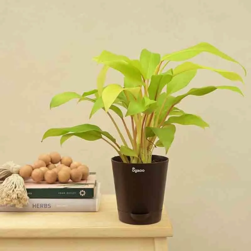 Ugaoo Philodendron Ceylon Golden Plant media 5
